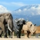 photo of Big Five safari animals: lion, elephant, rhinoceros, leopard, and buffalo