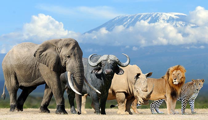 photo of Big Five safari animals: lion, elephant, rhinoceros, leopard, and buffalo