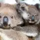 mother and baby koala in a tree want also to kmnow how to access Fair Go Casino LOgin