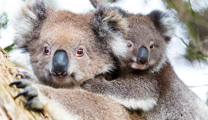 mother and baby koala in a tree want also to kmnow how to access Fair Go Casino LOgin