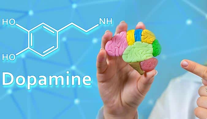 An image of a female doctor holding a colorful plastic brain with the word dopamine in white on a blue background
