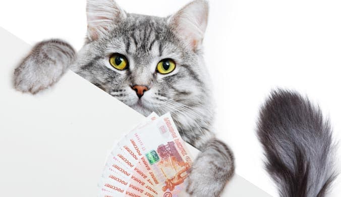 An image of a photo of a cat hanging onto a table holding a wad of cash isolated on white